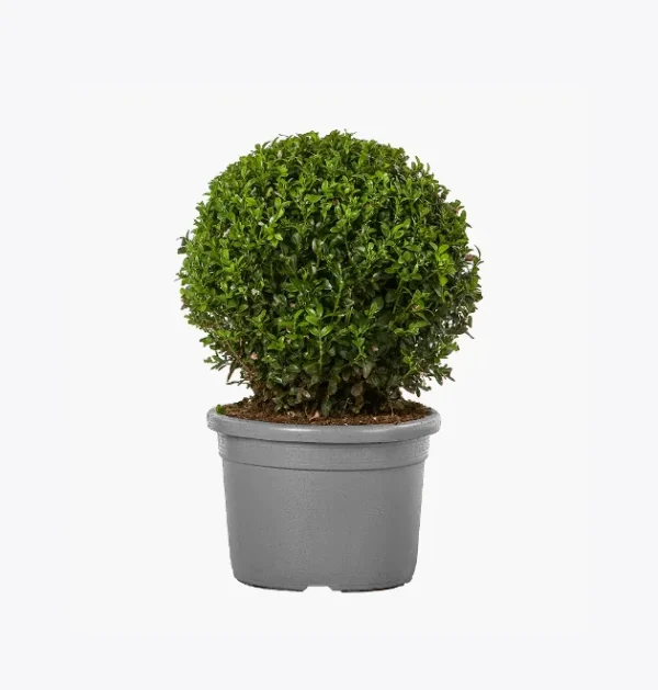 product-image-4_optimized Augue Neque